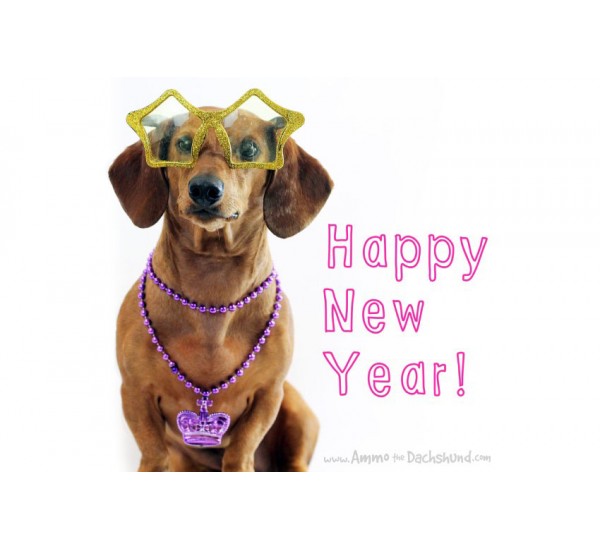 Keeping your dachshund calm on New Years Eve