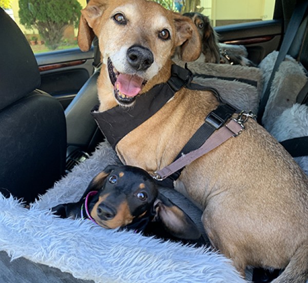 what can i give my dog for car sickness